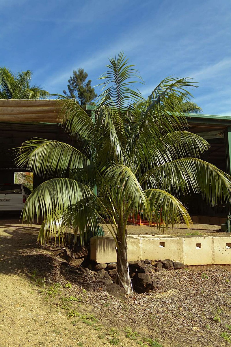 palm tree australia Kentia Palm (Howea Forsteriana)